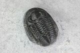 Small Proetid Trilobite - Morocco #83359-4